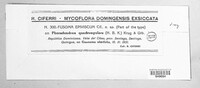 Fusoma epiviscum image